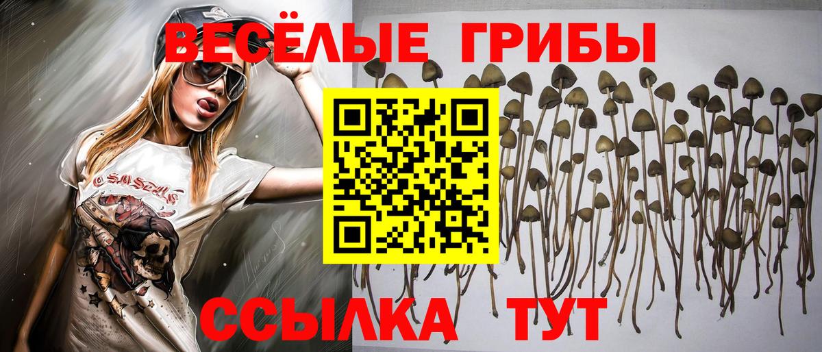 Псилоцибиновые грибы Cubensis  Вход с VPN  Шумерля 